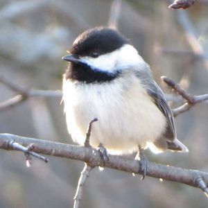 Meet your Posher, Barb